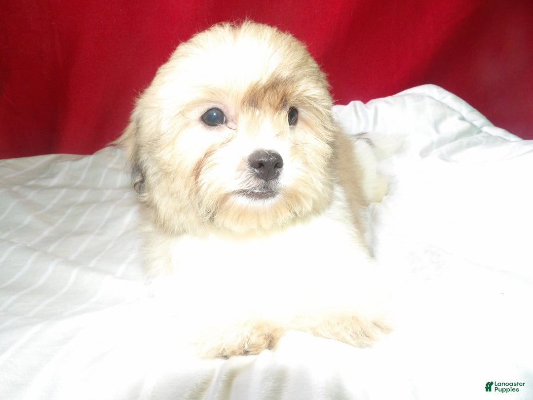 Teddy Bear dogs for sale: Star - Image 4