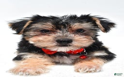 Morkie dogs for sale: Milo - Image 5