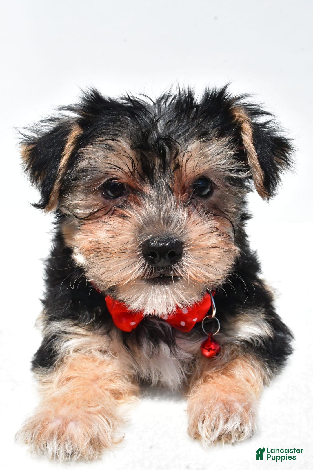 Morkie dogs for sale: Milo - Image 5