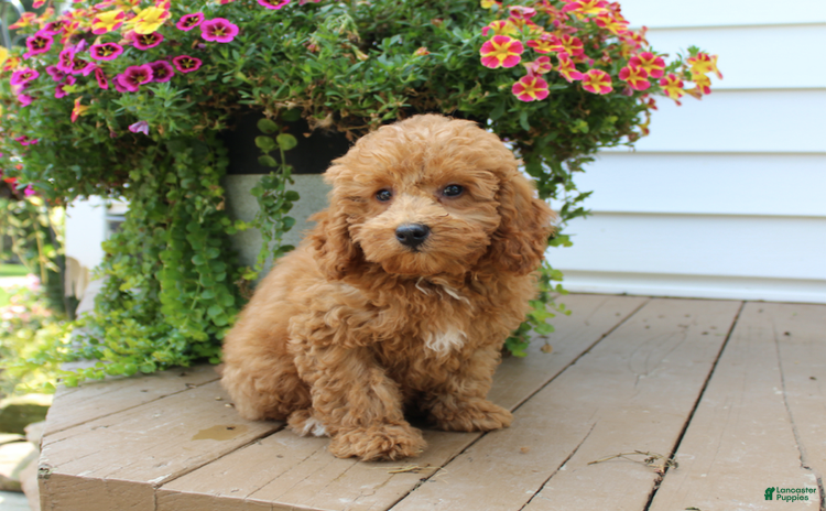 Mini Goldendoodle dogs for sale - Ad 3