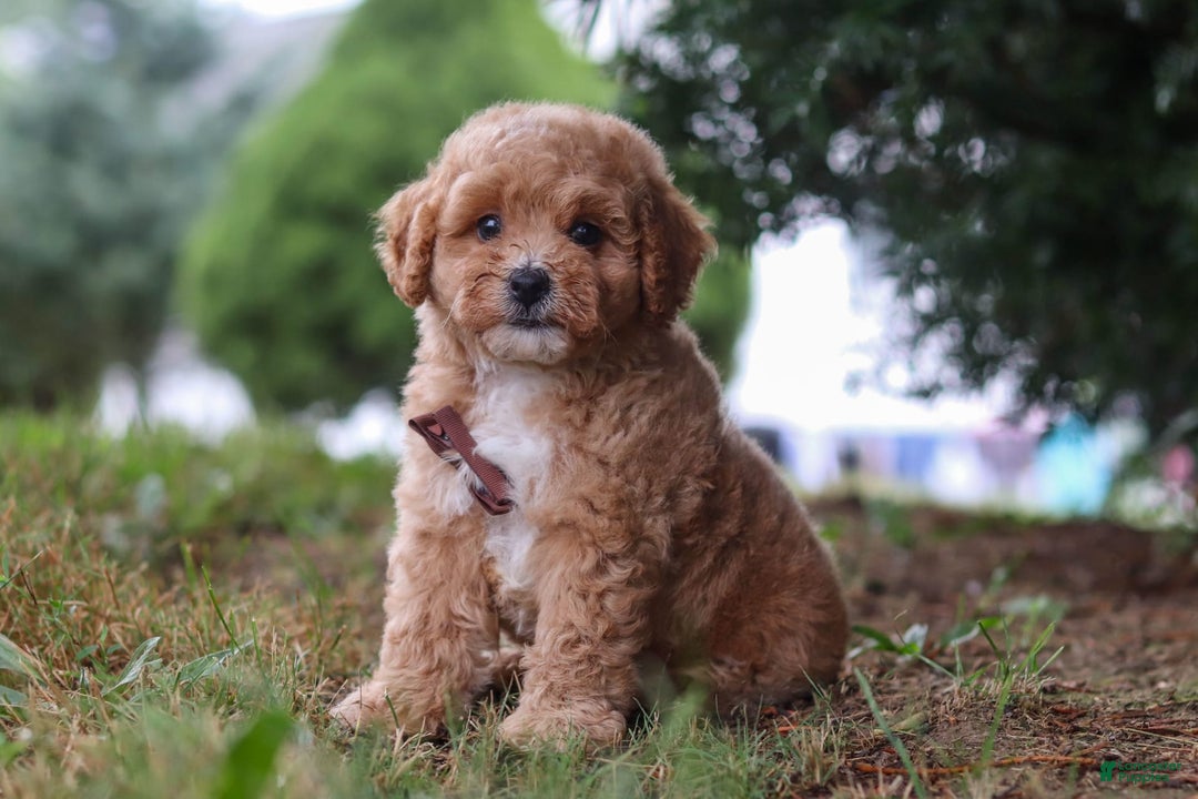 Maltipoo dogs for sale: Tobias - Image 3
