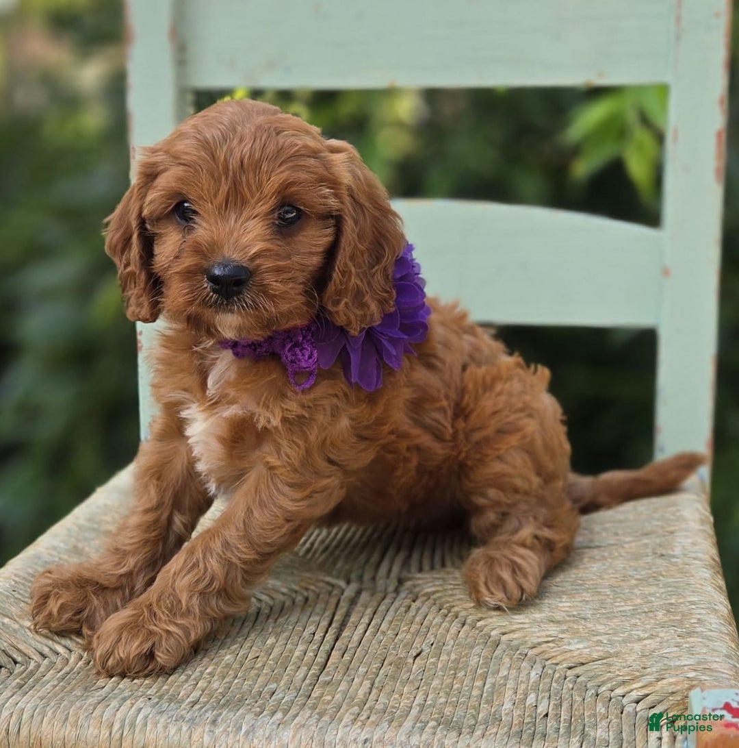 Cavapoo dogs for sale: Alice - Image 9