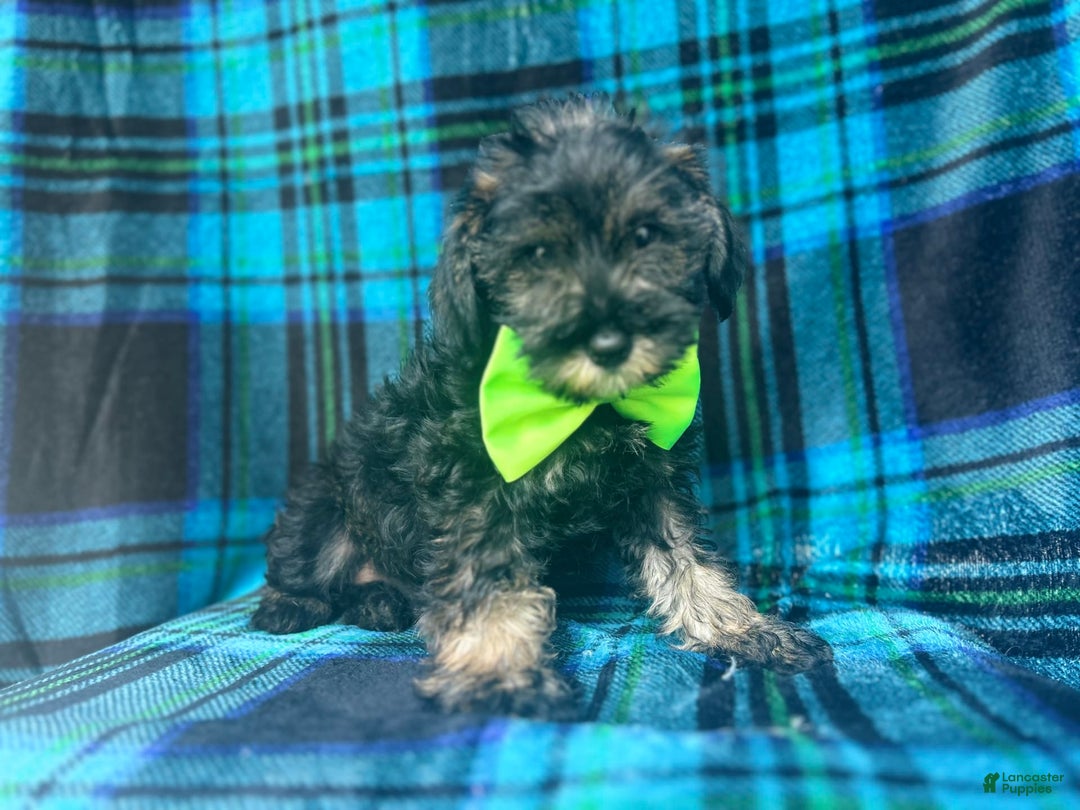 Miniature Schnauzer dogs for sale: Vader - Image 1