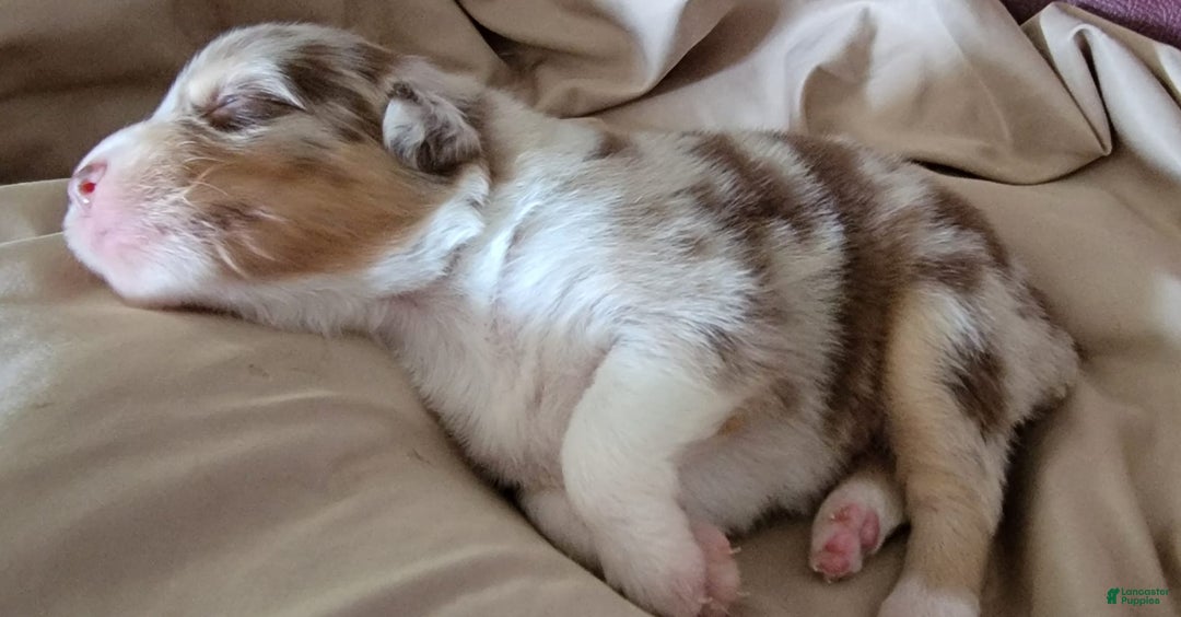 Australian Shepherd dogs for sale: Red Merle Female - Image 6