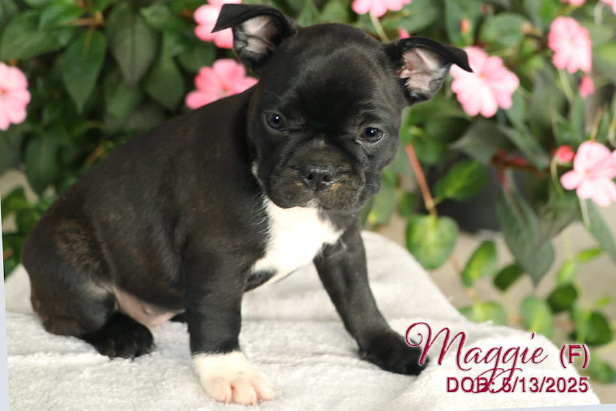 Maggie
