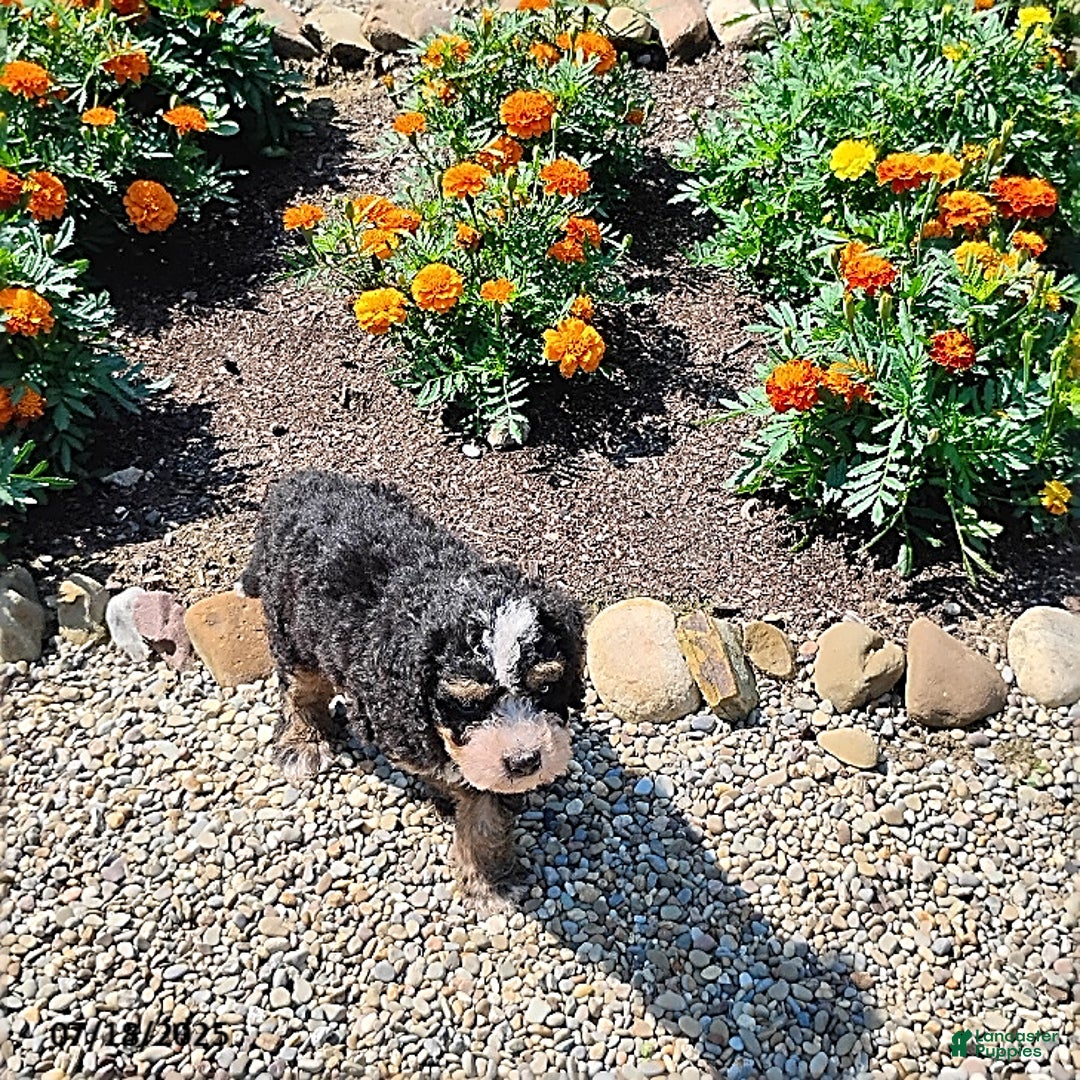 Mini Bernedoodle dogs for sale: Trevor - Image 5