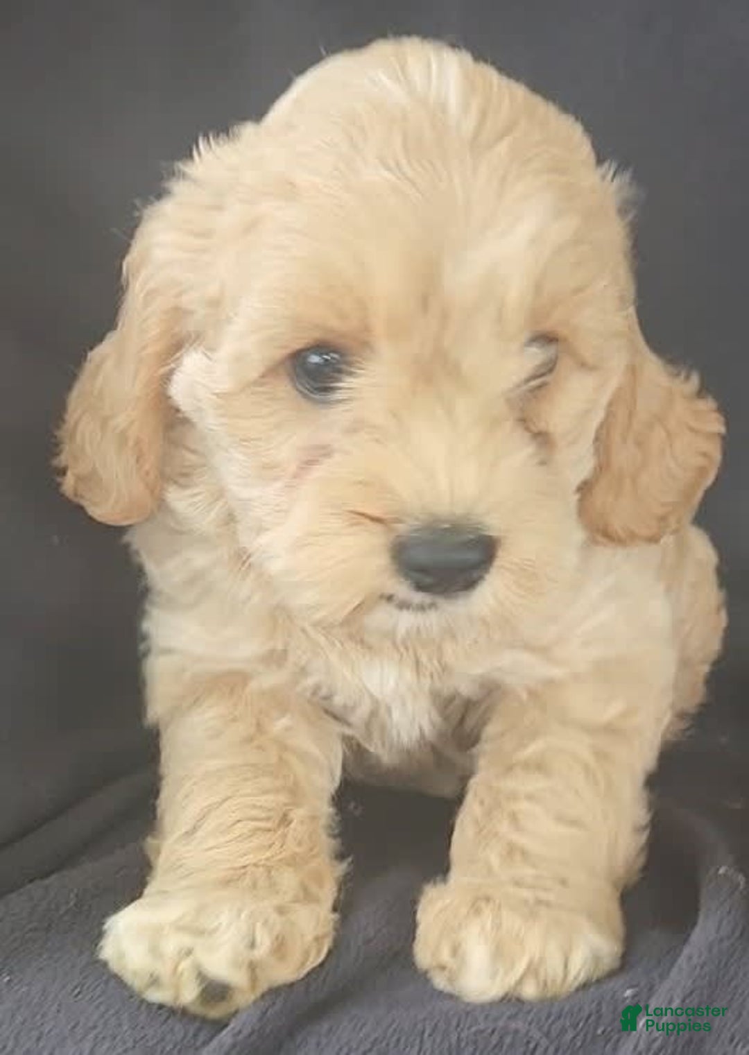 Cockapoo dogs for sale: Bella - Image 6