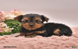Yorkshire Terrier dogs for sale: Ranger - Image 2
