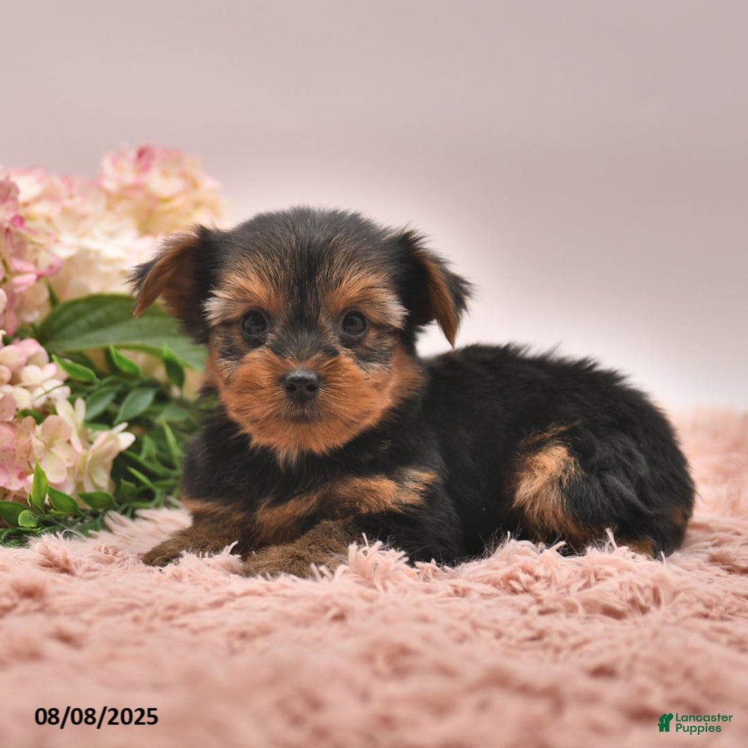 Yorkshire Terrier dogs for sale: Ranger - Image 2