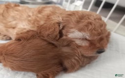 Maltipoo dogs for sale: Rachel - Image 2