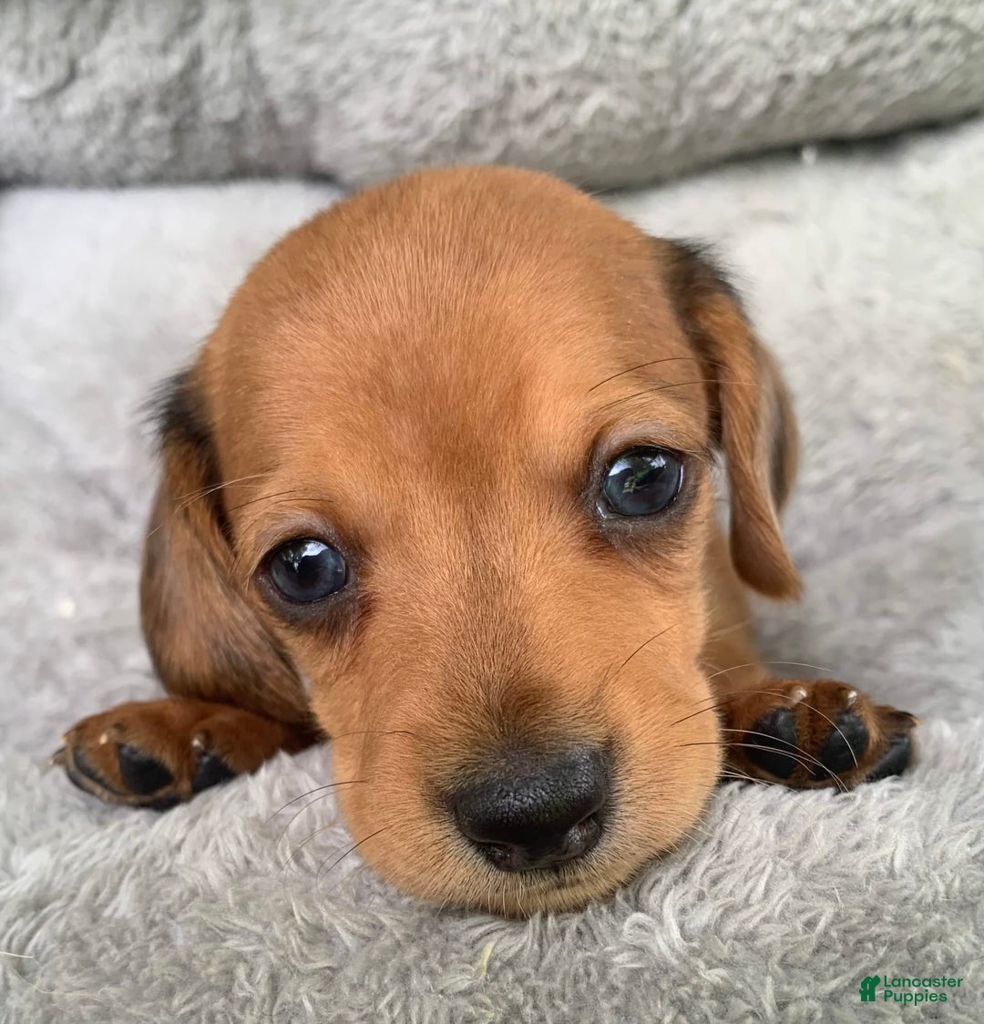 Miniature Dachshund dogs for sale: Baby Charlie - Image 3