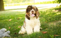 Cocker Spaniel dogs for sale: Beckham - Image 28
