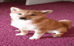 Shiba Inu dogs for sale: Keanu - Image 4