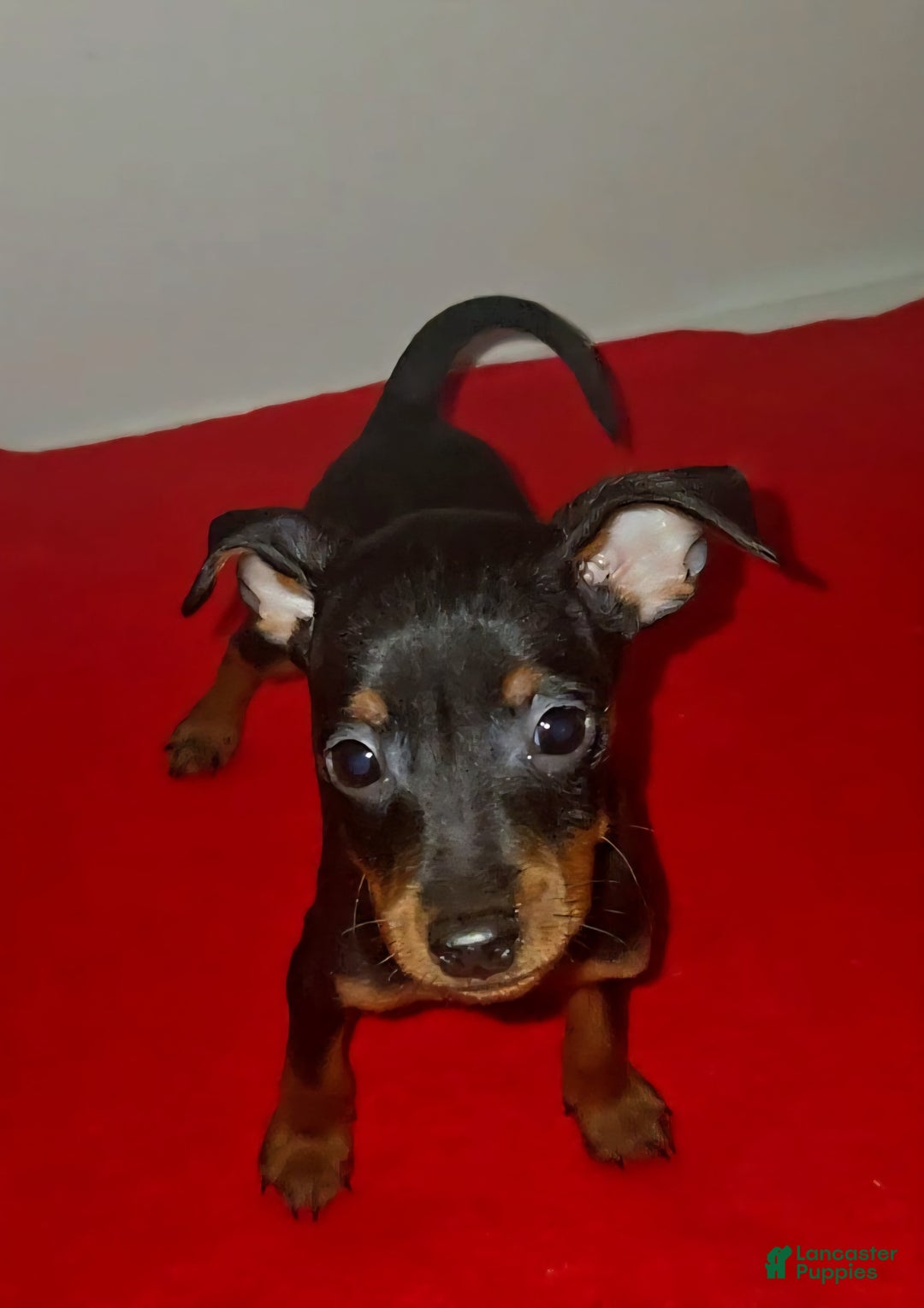 Miniature Pinscher dogs for sale: Apollo - Image 1