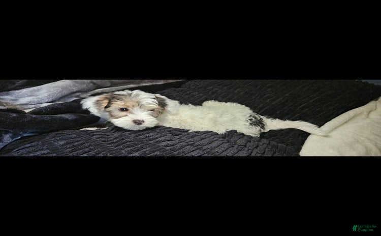 Morkie dogs - Advert 1