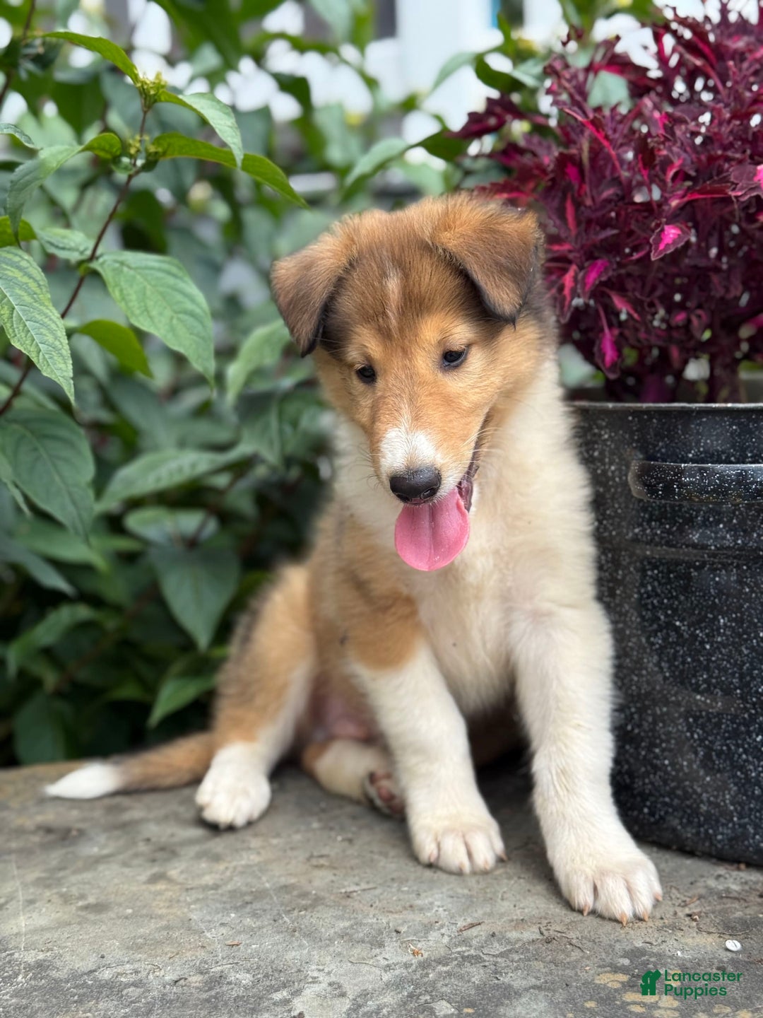 Collie dogs for sale: Aslan - Image 6