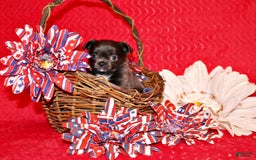 Chihuahua dogs for sale: Ohara - Image 4