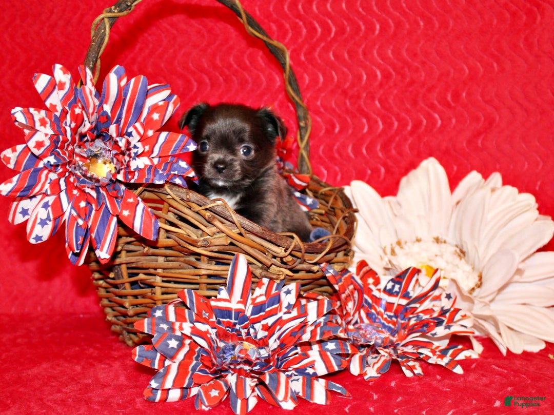 Chihuahua dogs for sale: Ohara - Image 4