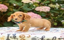 Miniature Dachshund dogs for sale: Sophie - Image 2