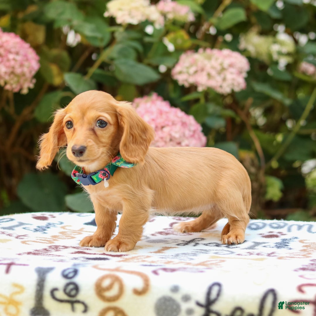 Miniature Dachshund dogs for sale: Sophie - Image 2
