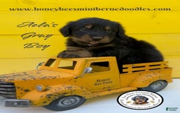 Mini Bernedoodle dogs for sale: Aelas Gray Boy - Image 16