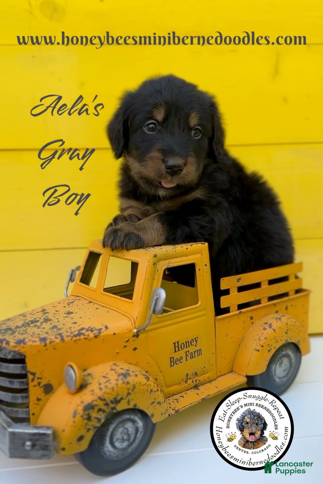 Mini Bernedoodle dogs for sale: Aelas Gray Boy - Image 16
