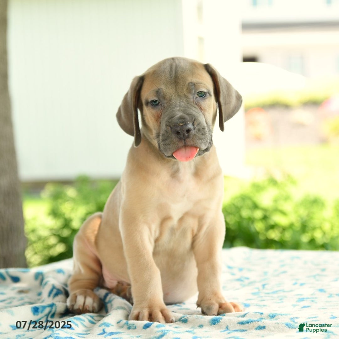 Cane Corso dogs for sale: Hunter - Image 4