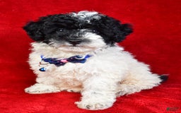 Miniature Poodle dogs for sale: Logan - Image 4
