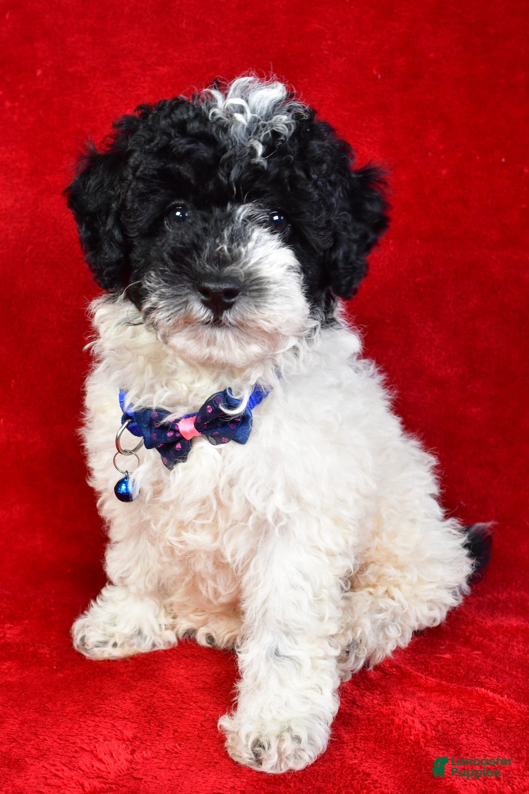 Miniature Poodle dogs for sale: Logan - Image 4