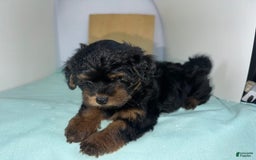 Yorkshire Terrier dogs for sale: Giselle - Image 6