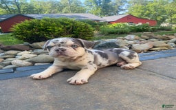 French Bulldog dogs for sale: Rambo - Image 1