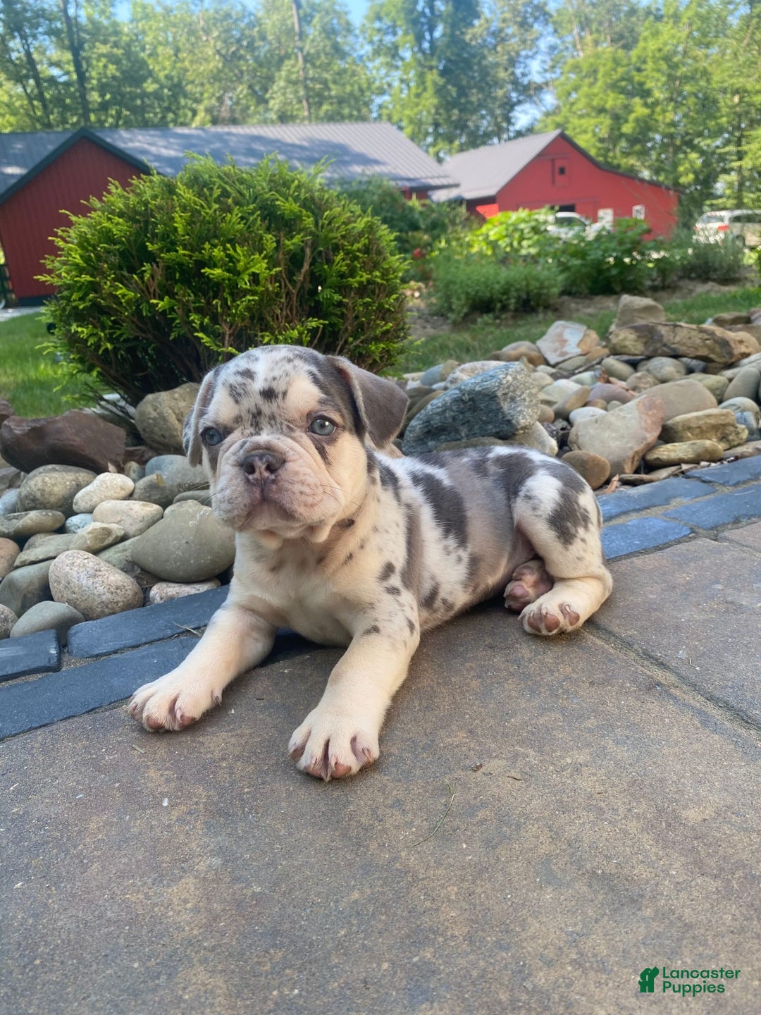 French Bulldog dogs for sale: Rambo - Image 1