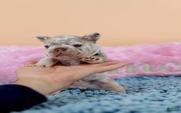 French Bulldog dogs for sale: Dante - Image 6
