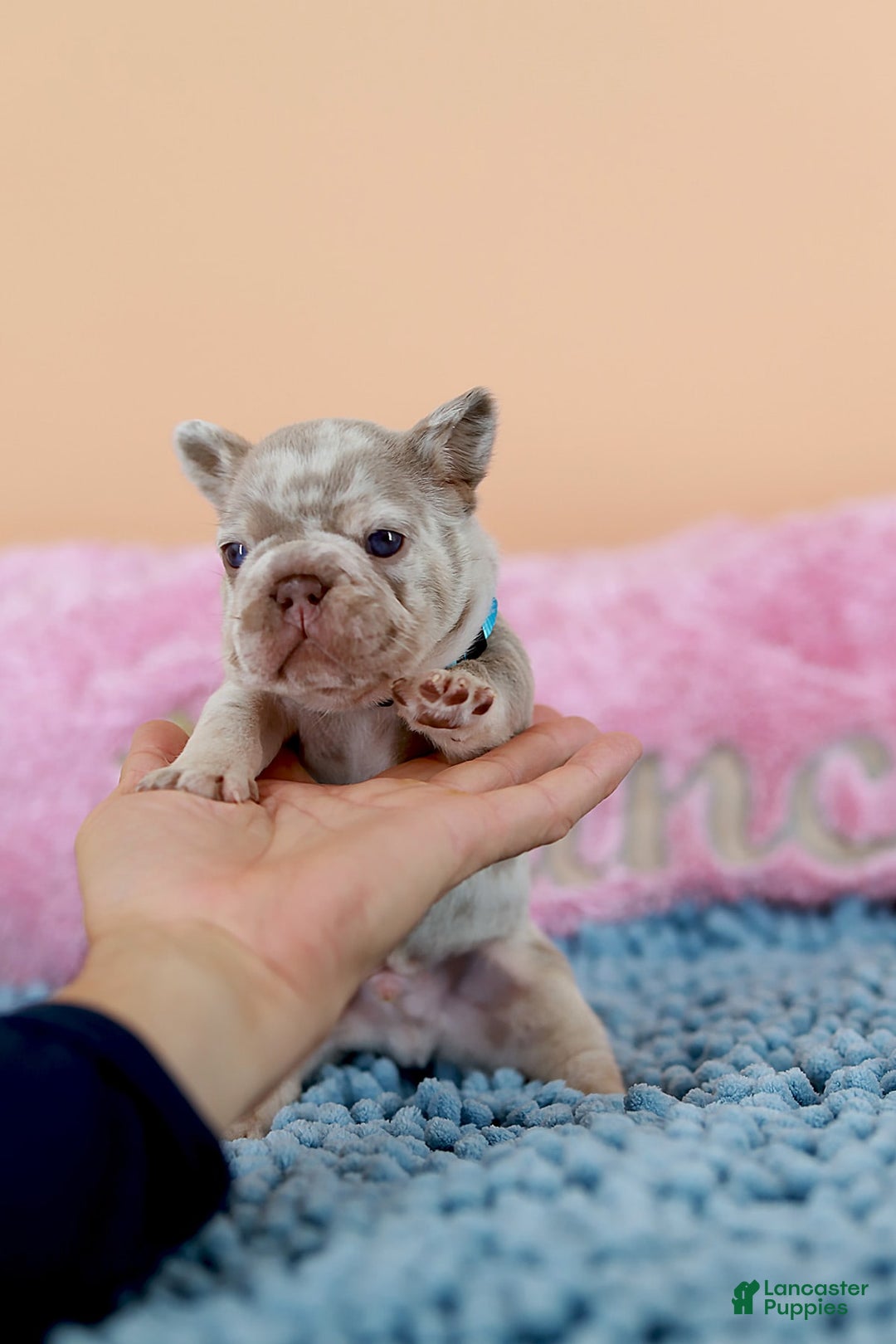 French Bulldog dogs for sale: Dante - Image 6