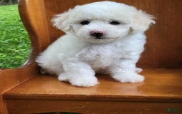 Bichpoo dogs for sale: Ella - Image 4