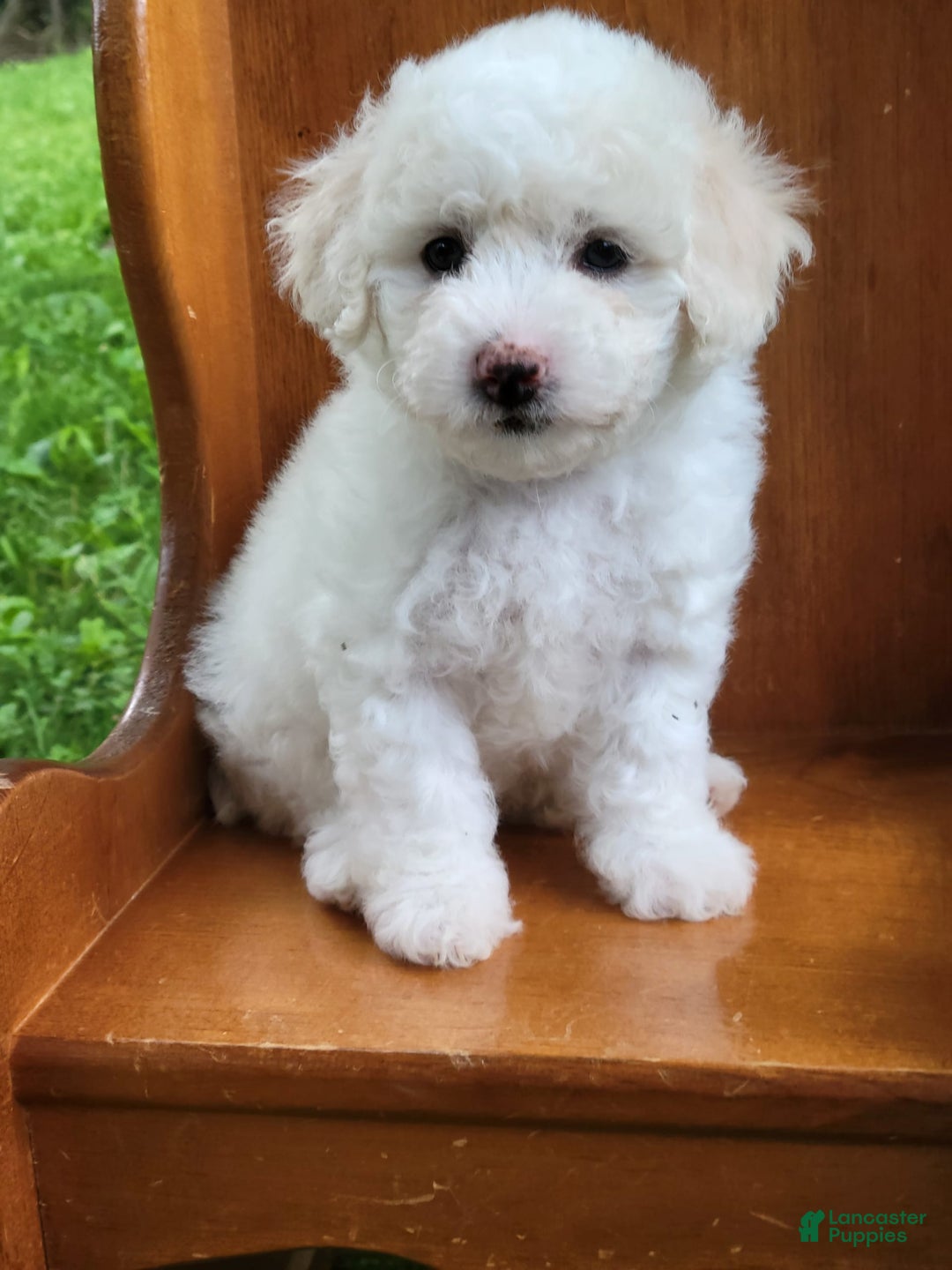 Bichpoo dogs for sale: Ella - Image 4