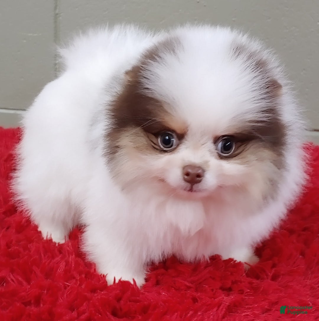 Pomeranian dogs for sale: Handsome - Image 2
