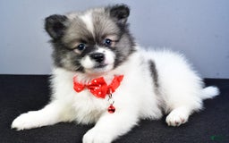 Pomeranian dogs for sale: Sanford - Image 1