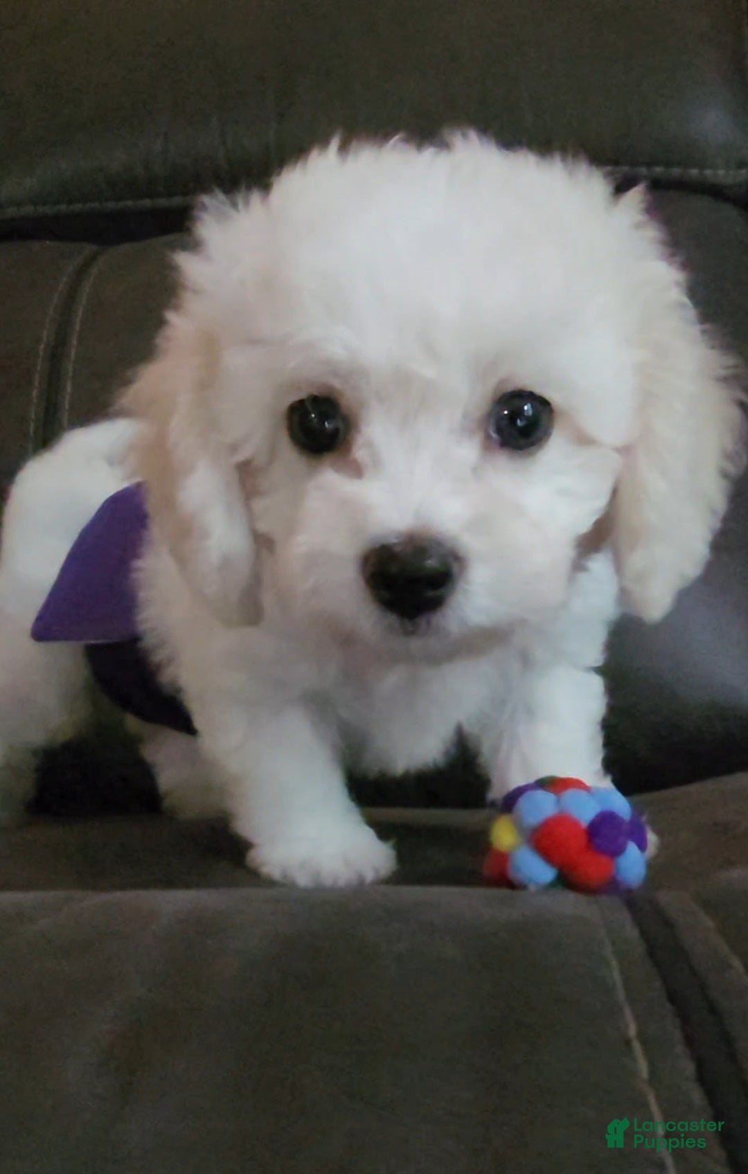 Cavachon dogs for sale: Kevin - Image 5