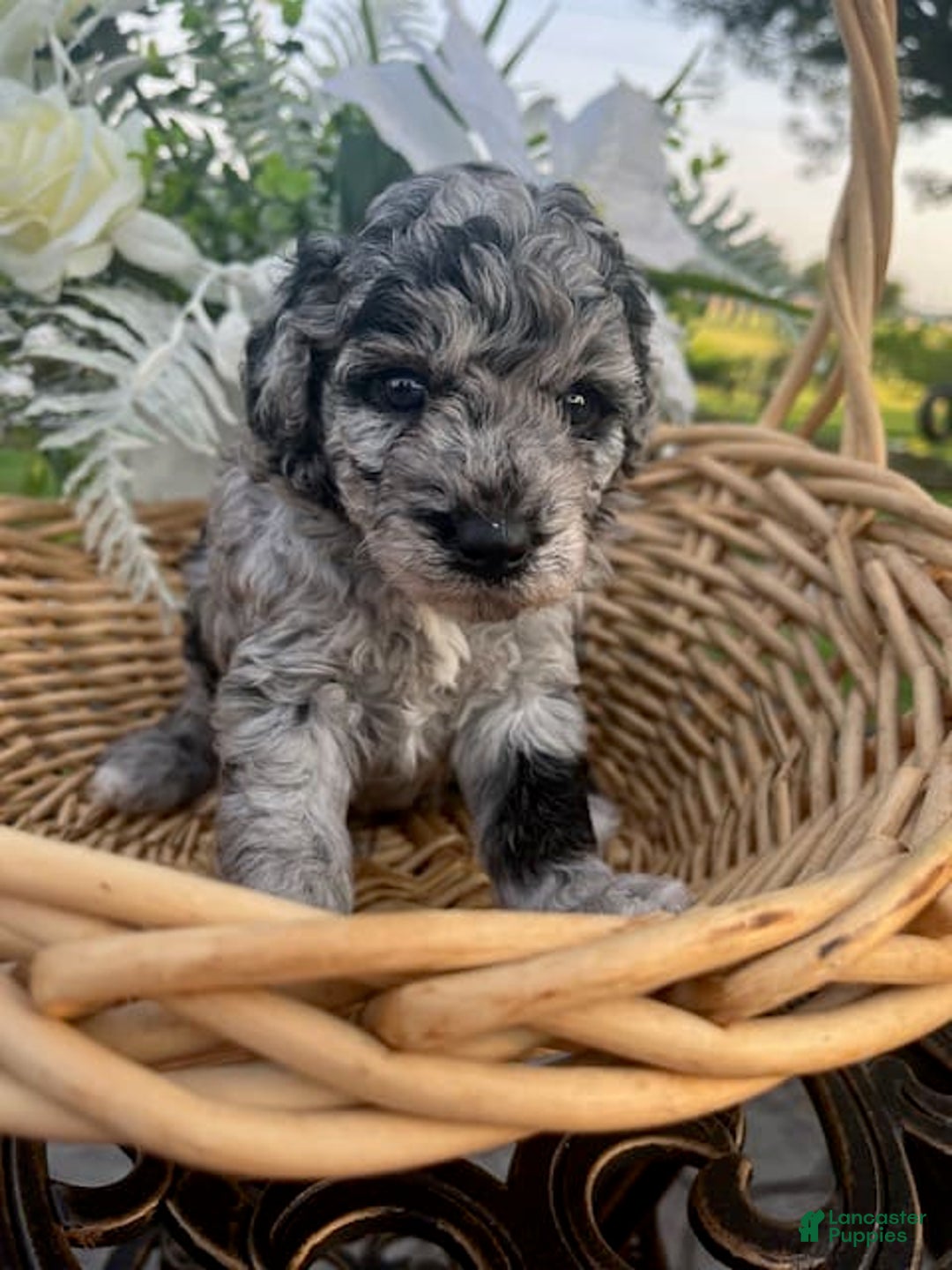 Miniature Poodle dogs for sale: Sweetheart - Image 1
