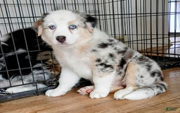 Australian Shepherd dogs for sale: Kenya - Image 2