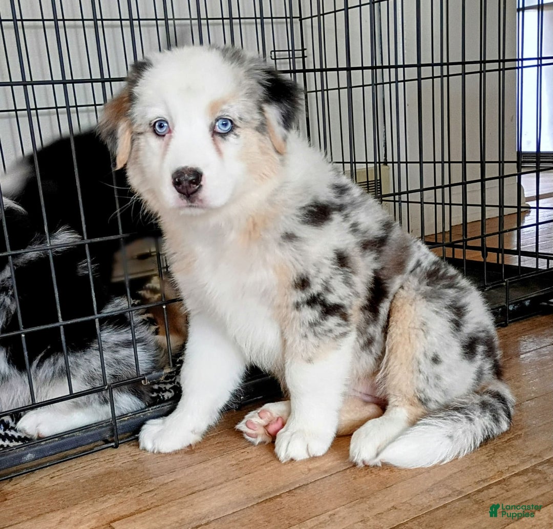 Australian Shepherd dogs for sale: Kenya - Image 2