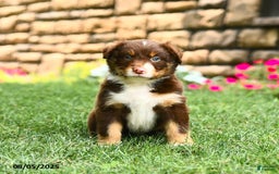 Australian Shepherd dogs for sale: Australian Shepherd 10 puppies - Image 14