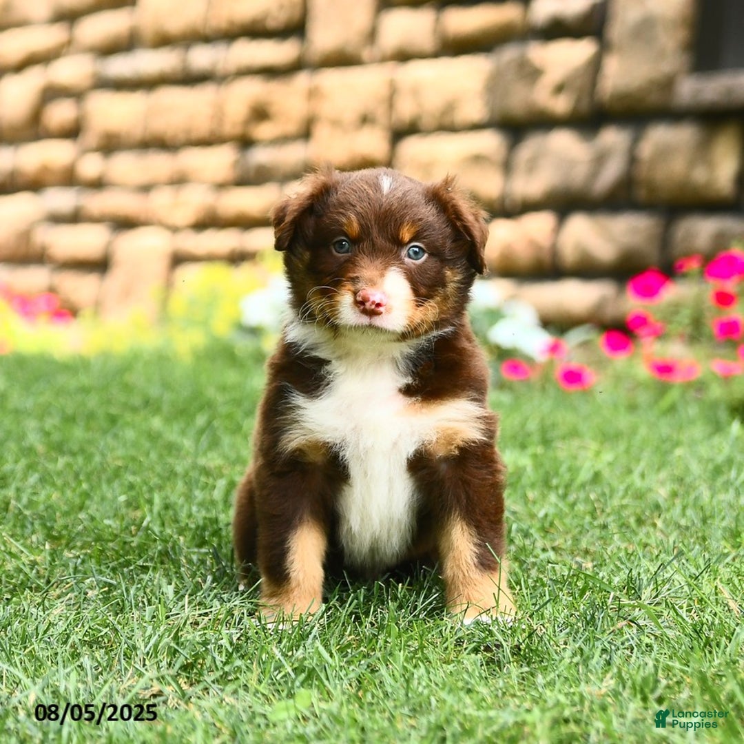 Australian Shepherd dogs for sale: Australian Shepherd 10 puppies - Image 14
