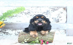 Cocker Spaniel dogs for sale: Banjo - Image 42
