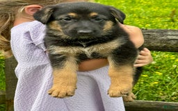 German Shepherd dogs for sale: Drama Girl - Image 9