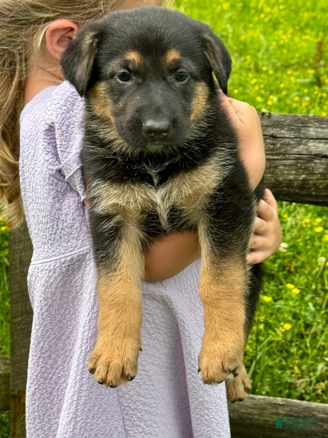 German Shepherd dogs for sale: Drama Girl - Image 9