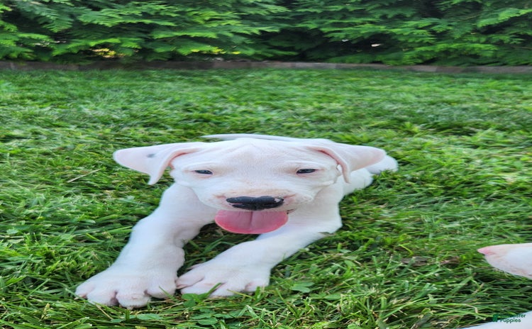 Dogo Argentino dogs for sale - Ad 2