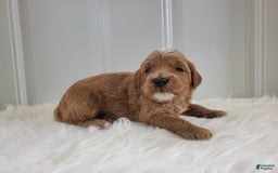 Mini Goldendoodle dogs for sale: Milo F1b - Image 8