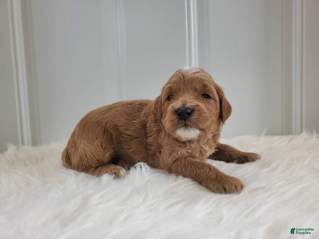 Mini Goldendoodle dogs for sale: Milo F1b - Image 8